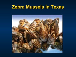 Zebra Mussels in Texas
 