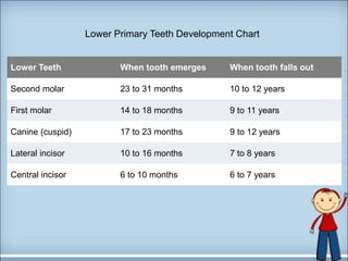 Lower Teeth When tooth emerges When tooth falls out
Second molar 23 to 31 months 10 to 12 years
First molar 14 to 18 months 9 to 11 years
Canine (cuspid) 17 to 23 months 9 to 12 years
Lateral incisor 10 to 16 months 7 to 8 years
Central incisor 6 to 10 months 6 to 7 years
Lower Primary Teeth Development Chart
 