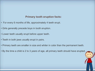 Primary tooth eruption facts:
• For every 6 months of life, approximately 4 teeth erupt.
• Girls generally precede boys in tooth eruption.
• Lower teeth usually erupt before upper teeth.
• Teeth in both jaws usually erupt in pairs.
• Primary teeth are smaller in size and whiter in color than the permanent teeth.
• By the time a child is 2 to 3 years of age, all primary teeth should have erupted.
 