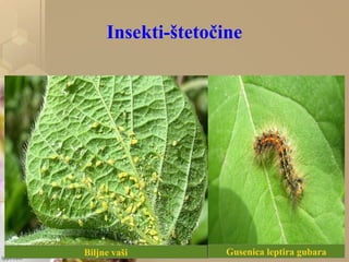 Insekti-štetočine
Biljne vaši Gusenica leptira gubara
 