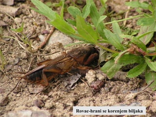 Rovac-hrani se korenjem biljaka
 