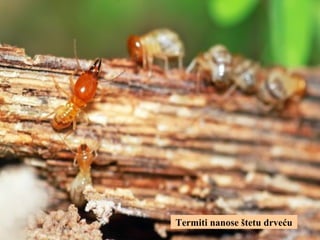 Termiti nanose štetu drveću
 