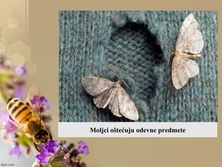 Moljci oštećuju odevne predmete
 