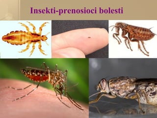Insekti-prenosioci bolesti
 