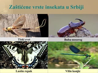 Zaštićene vrste insekata u Srbiji
Lastin repak Vilin konjic
Tiski cvet Buba-nosorog
 