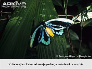 Krilo kraljice Aleksandre-najugroženija vrsta insekta na svetu
 