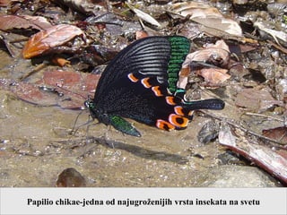 Papilio chikae-jedna od najugroženijih vrsta insekata na svetu
 