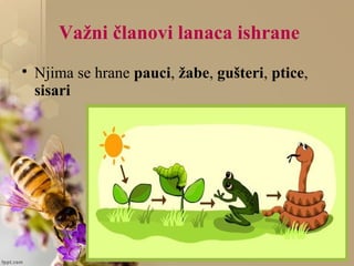 Važni članovi lanaca ishrane

Njima se hrane pauci, žabe, gušteri, ptice,
sisari
 