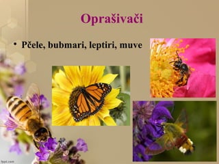 Oprašivači

Pčele, bubmari, leptiri, muve
 