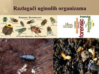 Razlagači uginulih organizama
 