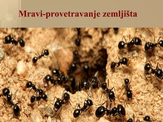 Mravi-provetravanje zemljišta
 