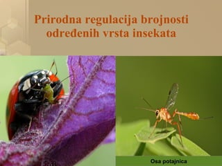 Prirodna regulacija brojnosti
određenih vrsta insekata
Osa potajnica
 