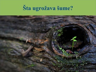 Šta ugrožava šume?
 
