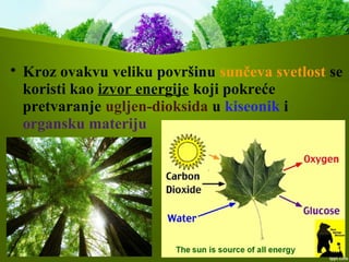 
Kroz ovakvu veliku površinu sunčeva svetlost se
koristi kao izvor energije koji pokreće
pretvaranje ugljen-dioksida u kiseonik i
organsku materiju
 