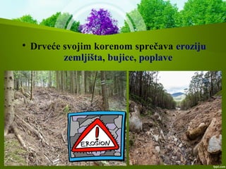 
Drveće svojim korenom sprečava eroziju
zemljišta, bujice, poplave
 