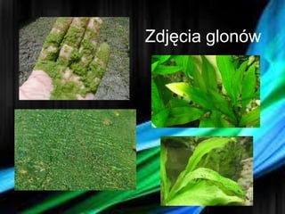 Zdjęcia glonów
 
