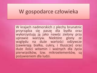 W gospodarce człowieka

W krajach nadmorskich z plechy brunatnic
przyrządza się paszę dla bydła oraz
wykorzystują ją jako nawóz zielony przy
uprawie warzyw. Niektóre glony ze
względu na duże wartości odżywcze
(zawierają białka, cukry, i tłuszcze) oraz
duże ilości witamin i ważnych dla życia
pierwiastków, tzw. mikroelementów, są
pożywieniem dla ludzi.
 