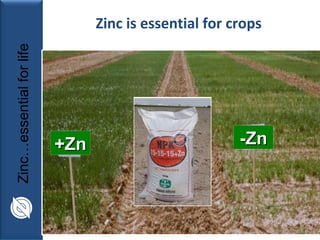 Zinc is essential for crops +Zn -Zn 