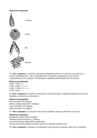 Правильна відповідь:
стручок
ягода
біб
яблуко
55. Зміст завдання: У дурману пурпурове забарвлення квіток (C) домінує над білим (c), а
колючі коробочки (D) – над гладенькими (d). Установіть відповідність між схемою
схрещування рослин дурману та ймовірним співвідношенням фенотипів потомства.
Правильна відповідь:
Ccdd . Ccdd 3 : 1
CcDd . ccdd 1 : 1: 1 : 1
CcDd . CcDd 9 : 3 : 3 : 1
Ccdd . ccdd 1 : 1
56. Зміст завдання: Установіть відповідність між організмом і трофічним рівнем екологічної
піраміди, на якому він знаходиться.
Правильна відповідь:
вуж консумент ІІІ порядку
самець комара консумент І порядку
сокіл консумент IV порядку
жаба консумент ІІ порядку
57. Зміст завдання: До кожного типу органів доберіть приклад, який його ілюструє.
Правильна відповідь:
рудименти тазові кістки дельфіна
атавізми багатососковість у людини
аналогічні органи зябра риби та зябра рака
гомологічні органи верхня кінцівка людини та передня кінцівка коня
58. Зміст завдання: Установіть послідовність проходження нервового імпульсу в зоровому
 