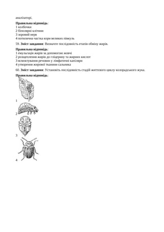 аналізаторі.
Правильна відповідь:
1 колбочки
2 біполярні клітини
3 зоровий нерв
4 потилична частка кори великих півкуль
59. Зміст завдання: Визначте послідовність етапів обміну жирів.
Правильна відповідь:
1 емульгація жирів за допомогою жовчі
2 розщеплення жирів до гліцерину та жирних кислот
3 всмоктування речовин у лімфатичні капіляри
4 утворення жирової тканини сальника
60. Зміст завдання: Установіть послідовність стадій життєвого циклу колорадського жука.
Правильна відповідь:
1
2
3
4
 