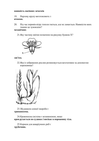 наявність насінних зачатків
19. Перлову крупу виготовляють з
ячменю.
20. Під час поривів вітру тополя гнеться, але не ламається. Наявністю яких
тканин це зумовлено?
механічних
21.Яку частину квітки позначено на рисунку буквою Х?
зав’язь
22.Яка із зображених рослин розмножується вегетативно за допомогою
кореневища?
23.Збудником сонної хвороби є
трипаносома.
24.Кровоносна система є незамкненою, якщо
кров рухається по судинах і витікає в порожнину тіла.
25.Кормом для акваріумних риб є
трубочник.
 