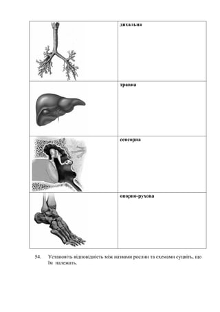 дихальна
травна
сенсорна
опорно-рухова
54. Установіть відповідність між назвами рослин та схемами суцвіть, що
їм належать.
 