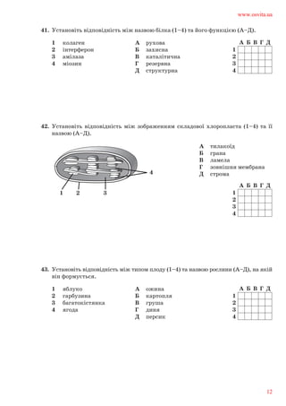 41.	 Установіть відповідність між назвою білка (1–4) та його функцією (А–Д).	
1	 колаген
2	 інтерферон
3	 амілаза
4	 міозин
А	 рухова
Б	 захисна
В	 каталітична
Г	 резервна
Д	 структурна
1
2
3
4
А Б В Г Д
42.	 Установіть відповідність між зображенням складової хлоропласта (1–4) та її	
назвою (А–Д).	
А	 тилакоїд
Б	 грана
В	 ламела
Г	 зовнішня мембрана
Д	 строма
1
2
3
4
А Б В Г Д
1 2
4
3
43.	 Установіть відповідність між типом плоду (1–4) та назвою рослини (А–Д), на якій	
він формується.	
1	 яблуко
2	 гарбузина
3	 багатокістянка
4	 ягода
А	 ожина
Б	 картопля
В	 груша
Г	 диня
Д	 персик
1
2
3
4
А Б В Г Д
www.osvita.ua
12
 