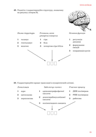 49.	 Укажіть і схарактеризуйте структуру, позначену	
на рисунку літерою Х.			
1	 регуляція 	
дихання
2	 формування 	
емоцій
3	 координація рухів
Основна функціяРечовина, якою
утворена поверхня
Назва структури
1	 сіра
2	 біла
3	 почергово сіра й біла
1	 таламус
2	 гіпоталамус
3	 мозочок
50.	 Схарактеризуйте процес трансляції в еукаріотичній клітині.	
1	 ДНК-полімераза
2	 РНК-полімераза
3	 рибосома
Учасник процесуЗабезпечує синтезЛокалізація
1	 аденозинтрифосфатної 	
кислоти
2	 дезоксирибонуклеїнової 	
кислоти
3	 поліпептидного ланцюга
1	 ядро
2	 цитоплазма
3	 пероксисома
www.osvita.ua
16
 