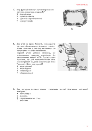 7.	 Яку функцію виконує органела рослинної	
клітини, позначена літерою Х?	
А	 фотоліз води	
Б	 терморегуляцію	
В	 здійснення фототаксисів	
Г	 осморегуляцію
8.	 Два учні на уроці біології, розглядаючи	
рисунок, обговорювали механізм усмокту-	
вання сахарози з просвіту кишечника до	
ентероцитів – клітин кишечника.	
Перший учень дійшов висновку, що	
всмоктування сахарози неможливе без	
використання енергії АТФ. Другий учень	
зауважив, що для транспортування саха-	
рози потрібний градієнт концентрації йонів	
Гідрогену. Хто з них правий?	
А	 лише перший	
Б	 лише другий	
В	 обидва праві	
Г	 обидва неправі
9.	 Яка органела клітини здатна утворювати ліпідні фрагменти клітинної	
мембрани?	
А	 мітохондрія	
Б	 лізосома	
В	 ендоплазматична сітка	
Г	 рибосома
www.osvita.ua
3
 