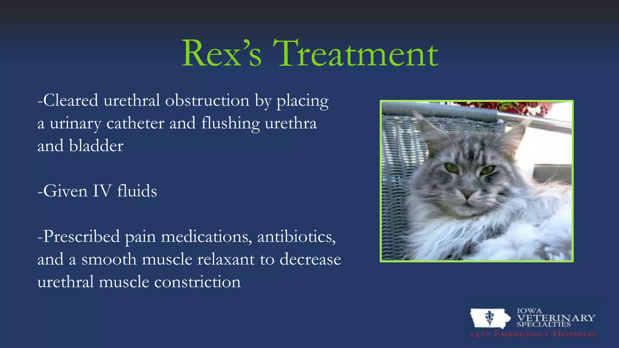 Feline Urethral Obstruction | PPTX