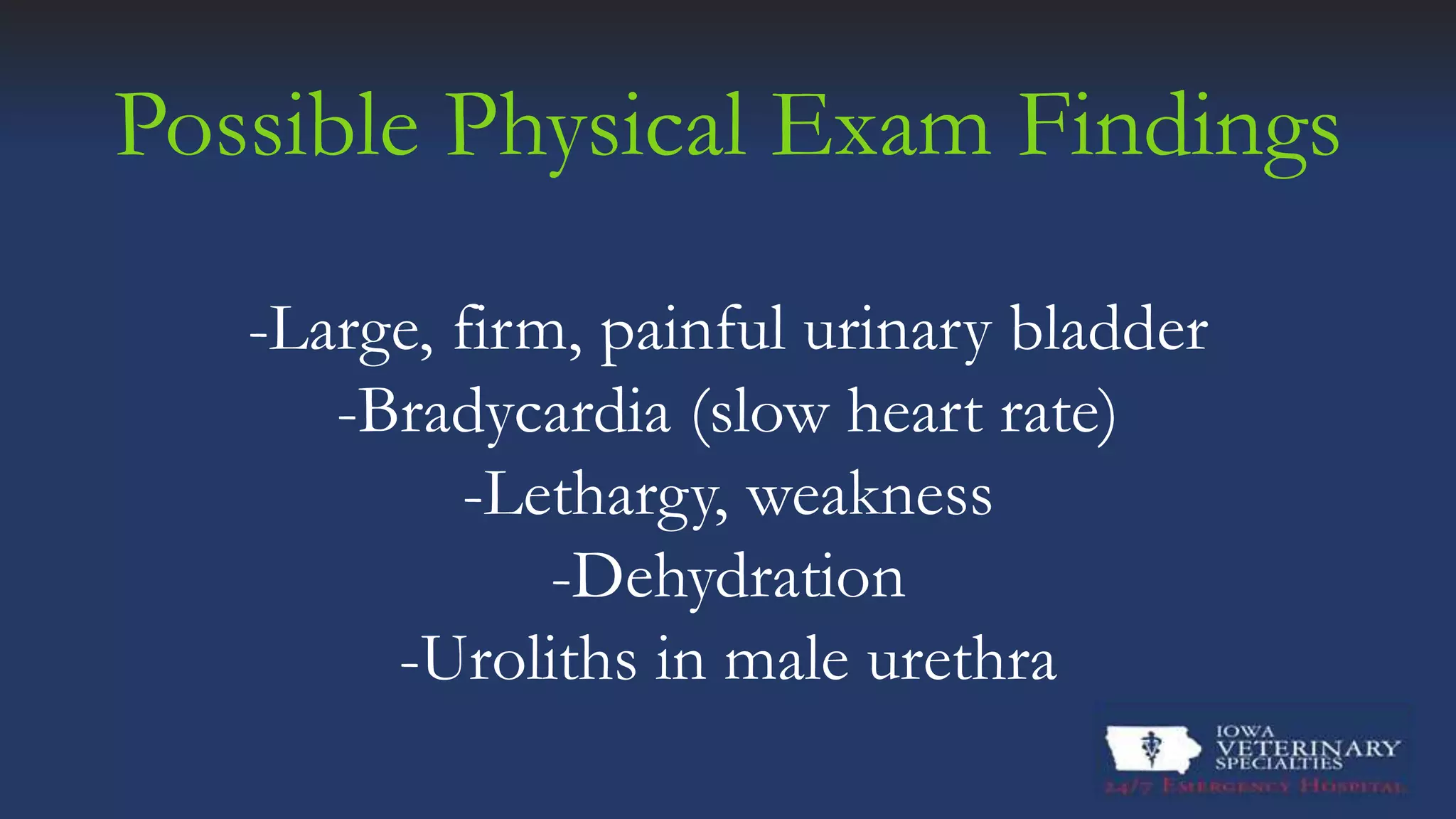 Feline Urethral Plug Symptoms photo