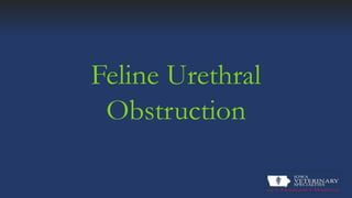Feline Urethral Obstruction | PPTX - Feline Urethral Obstruction Treatment