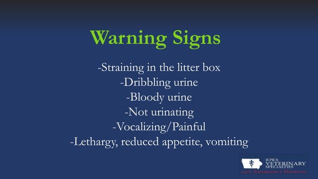 View of Feline Urethral Obstruction | PPT