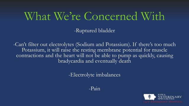 Picture of Feline Urethral Obstruction | PPT