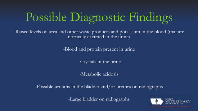 View of Feline Urethral Obstruction | PPT