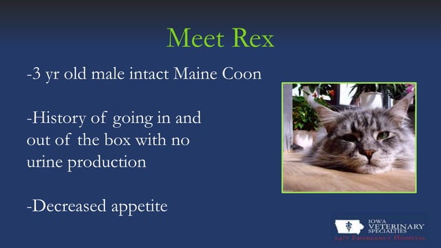 Feline Urethral Obstruction | PPT - Feline Urethral Plug Symptoms