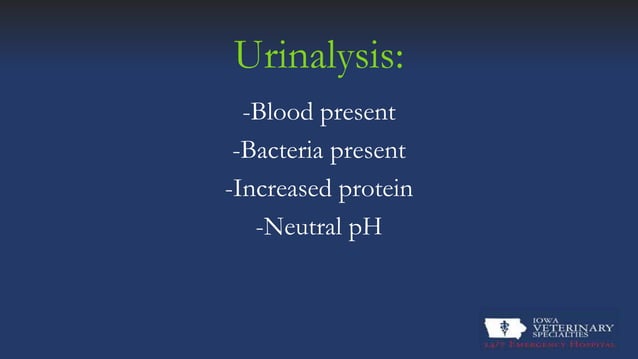 Feline Urethral Obstruction | PPT