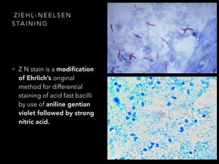 Ziehl Neelsen Staining PDF ziehl-neelsen-staining-pdf