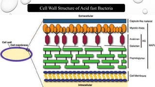 Cell Wall Structure of Acid fast Bacteria
 