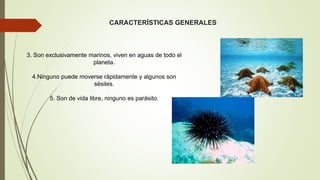 CARACTERÍSTICAS GENERALES
3. Son exclusivamente marinos, viven en aguas de todo el
planeta.
4.Ninguno puede moverse rápidamente y algunos son
sésiles.
5. Son de vida libre, ninguno es parásito.
 
