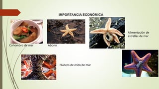 IMPORTANCIA ECONÓMICA
Cohombro de mar Abono
Alimentación de
estrellas de mar
Huevos de erizo de mar
 