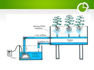 PANKIL_Kmsc fianl presentation AMBOJ_Aeroponics.pptx