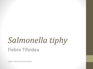 Salmonella tiphy
Fiebre Tifoidea
López Valencia César Andrés
 