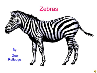 Zebras By Zoe Rutledge 