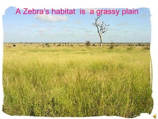 A Zebra’s habitat  is  a grassy plain 