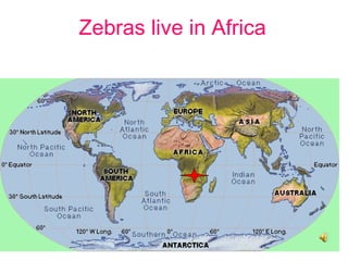 Zebras live in Africa   