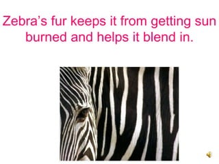 Zebra’s fur keeps it from getting sun burned and helps it blend in. 