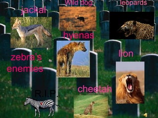 R.I.P. hyenas leopards Wild dog lion cheetah jackal zebra’s enemies  