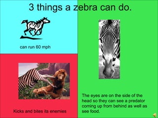 3 things a zebra can do. can run 60 mph Kicks and bites its enemies The eyes are on the side of the head so they can see a predator coming up from behind as well as see food. 
