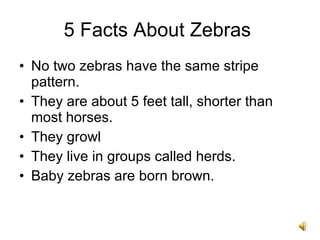5 Facts About Zebras  No two zebras have the same stripe pattern. They are about 5 feet tall, shorter than most horses. They growl They live in groups called herds. Baby zebras are born brown. 